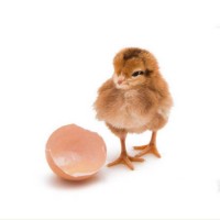 農家散養柴雞苗 脫溫孵化柴雞幼苗基地 飼養簡單